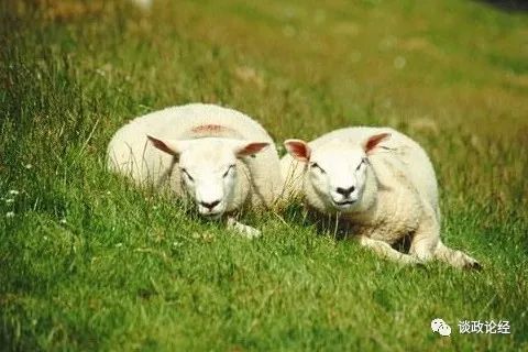 属羊女2026年全年运势详解，1月4号运势完整版具体内容是什么？