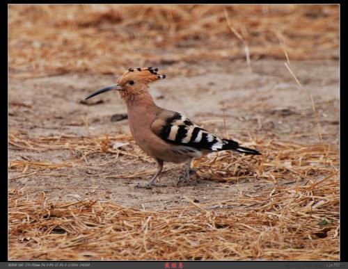 哪个生肖动物头戴凤冠游四方，穿棉衣？