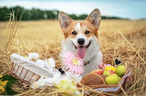 2026年9月属狗人的运势具体表现是怎样的？