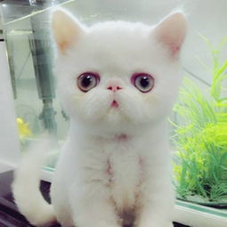 风水大师讲解玄猫，这叫花的猫究竟有何风水奥秘？