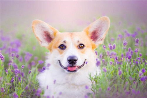 1946年属狗的人命咋样？