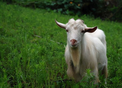 83年属猪男与91年属羊女婚姻关系如何？