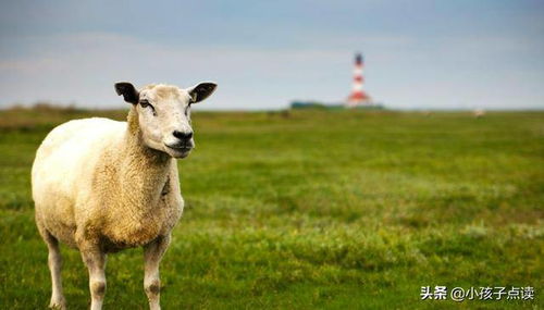 属羊人2026年每月感情变化及感情转机具体表现是什么？