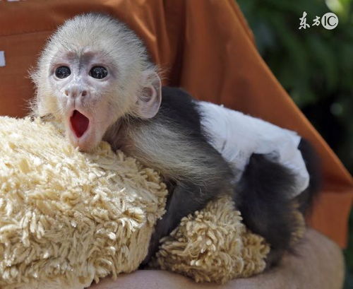 2026年出生属猴的人今年感情运势如何？