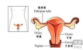 附件炎对怀孕的作用于