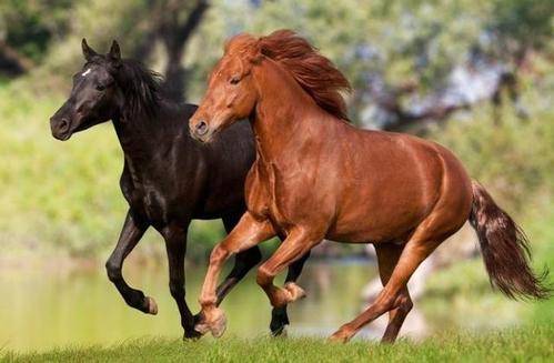 1990年属马人在2026年的健康和运势会有哪些具体变化？