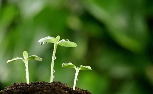 二、 发芽梦的隐藏彩蛋