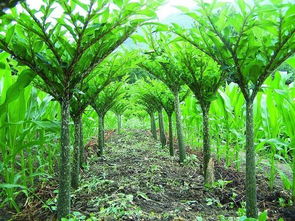 8. 槐枝——权威地位象征