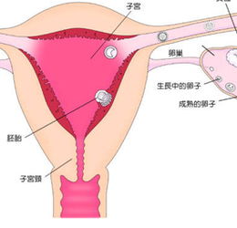 饮食与营养成分：促进身体恢复的关键