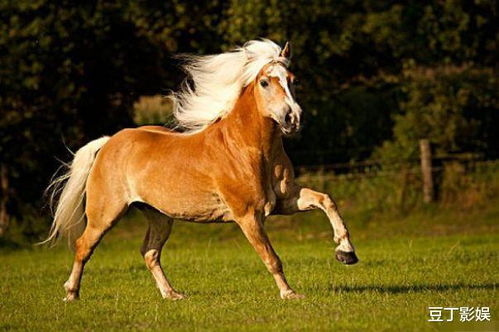 九岁属马的女孩和1966年属马的人，寅时究竟是什么命，有何特殊含义？