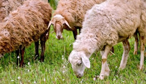 二、羊崽子们的作死日常