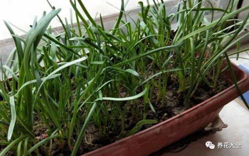 健康红色预警！韭菜梦境=身体亮红灯？