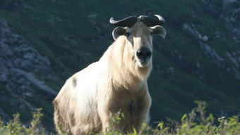 天上飞行的动物对应哪个生肖？地上行走的动物又代表哪个生肖呢？