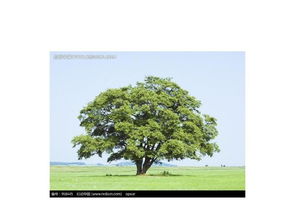 二、 风水学视角下的大树象征意义