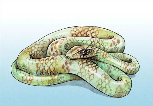 （二）沙中土命与溏内之蛇的细分划分