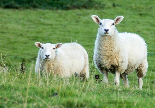 属羊和属兔在猪年财运如何，具体财运表现是怎样的？