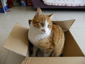 梦见被猫追咬究竟预示着什么不祥的兆头？