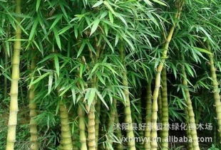 竹子：装X界天花板