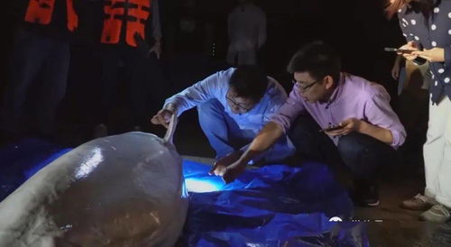 一、“走山人”视频案例分析