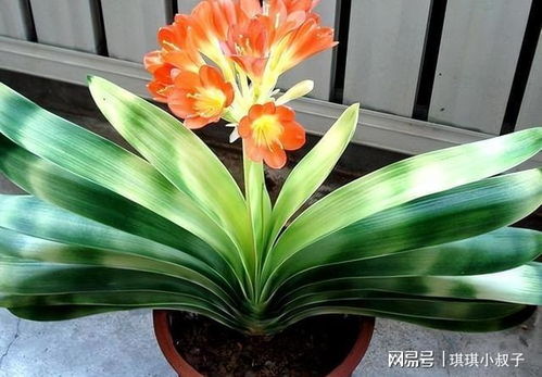 君子兰花语寓意及换盆方法有哪些？