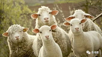 2026年属羊的人犯太岁是什么含义？