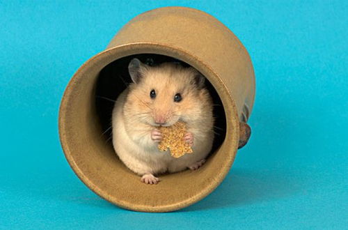 将狗逮老鼠打，这一生肖是什么？