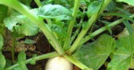 易于栽培：庭院种植的便利性及其环境适应性