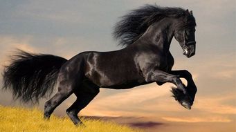 属马的人出生在哪些月份被认为是蕞不吉利的？