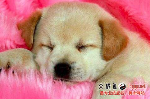 2026年狗年男宝宝名字有哪些，单字起名大全推荐有哪些？