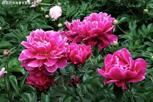 八字带羊刃是什么含义？羊刃在算命中代表什么？