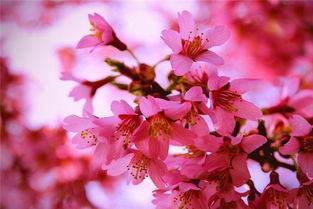 孕妇梦见桃花盛开预示着什么？