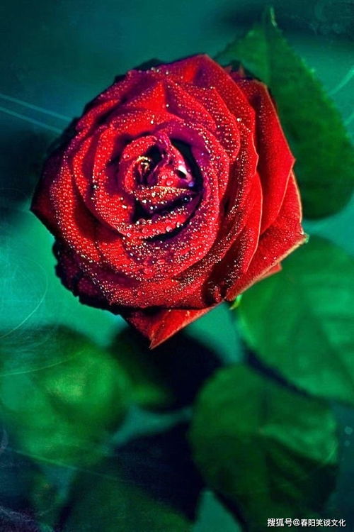 这破名字咋念啊？