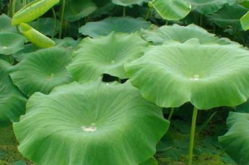 1. 荷花（Nelumbo nucifera）