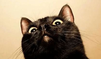 神秘的象征：黑猫的出现