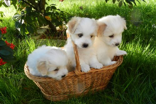 如何将生肖狗与猪的搭配巧妙为土水相济，取一个既符合生肖特点又体现五行相生的长尾？