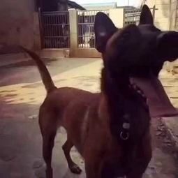 有没有最霸气的马犬名字大全，能提供100个超酷的狗名？