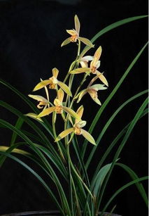 生肖与兰花摆放的个性化风水策略