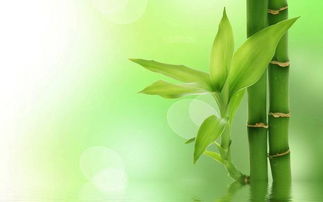 草绿生肖指的是什么，绿色生肖的含义是什么？