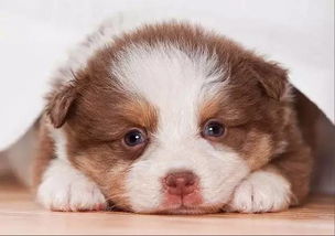 2018年属狗缺土缺水，能否将82年狗大海水命改名为，以符合五行需求？