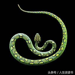 属狗之人之今日整体运程与细节评估