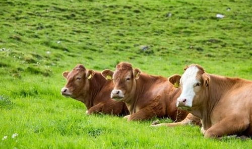 2026年属牛人的命运和运势具体表现如何？