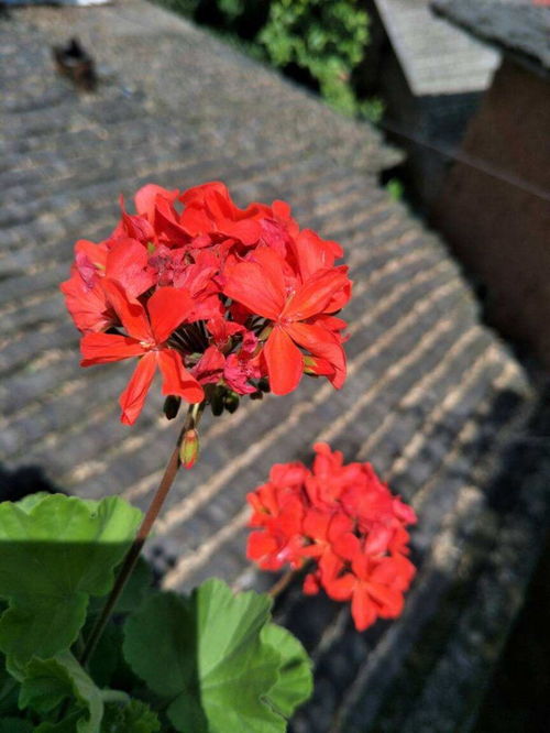 2026年1月搬迁吉日的系统筛选后来啊