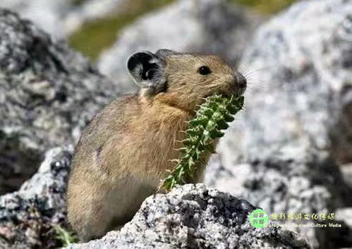 属兔与属鼠的婚姻关系如何，他们的结合会怎样？