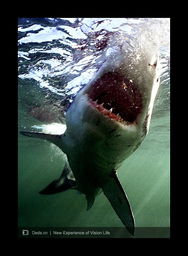 水中贵族和海中霸主分别对应哪个生肖年份？