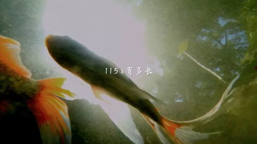 放生锦鲤的风水讲究，究竟有何奥秘？