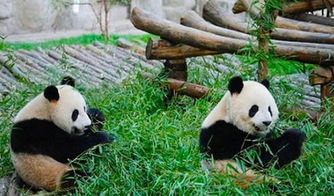 行前必堪：别让这些“坑”毁了你的四川之旅