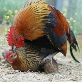 戌时公鸡学母鸡叫，小公鸡踩母鸡，这是否预示着什么吉凶？