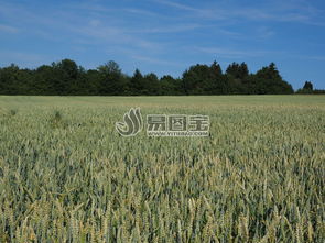 收麦子？努力有回报！