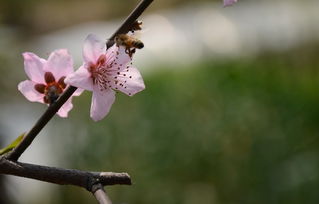 桃花运之学术探析：从传统方式星相到现代化心理状态的更多维阐释
