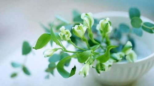 Pachira macrocarpa（财树）——猪属幸运植物研究综述